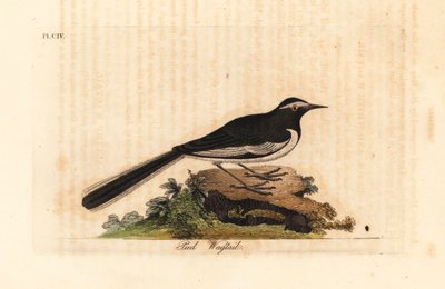 Weißbrauenbachstelze, Motacilla maderaspatensis. (Fußbachstelze von Indien) von John Latham