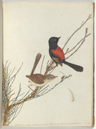 Scharlachroter und schwarzer Waldsänger von John William Lewin