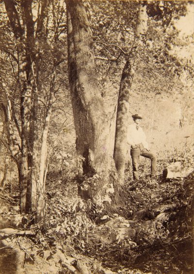 Tacony Creek, Magnolienpappel von John Moran