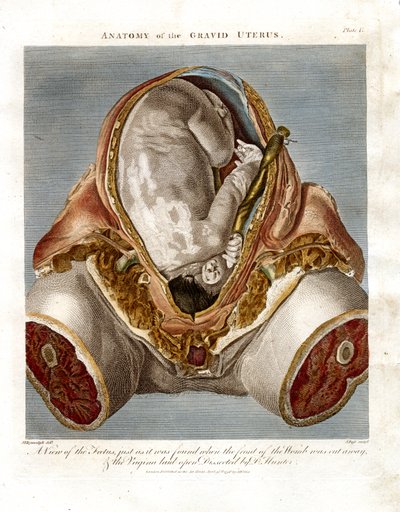 Anatomie des schwangeren Uterus von John Pass
