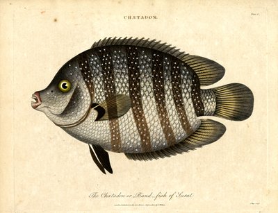 Bandfisch von Surat von John Pass