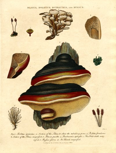 Blasia; Boletus; Buxbaumia; und Byssus von John Pass