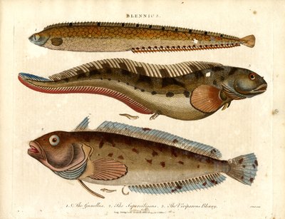 Schleimfische (Blennius) von John Pass
