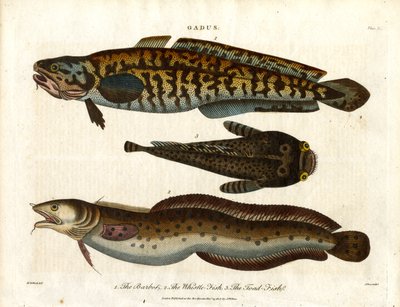 Quappe; Wittling und Krötenfisch von John Pass