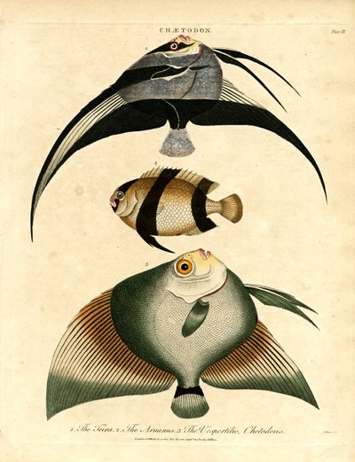 Butterfisch: Freira; Acuauna und Vespertilio von John Pass