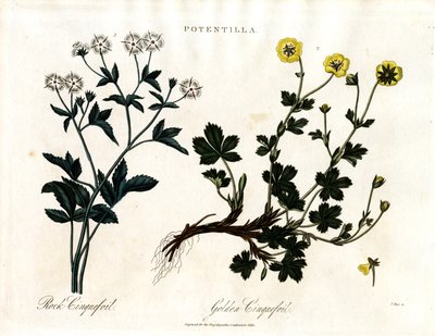 Fingerkraut-Arten von John Pass