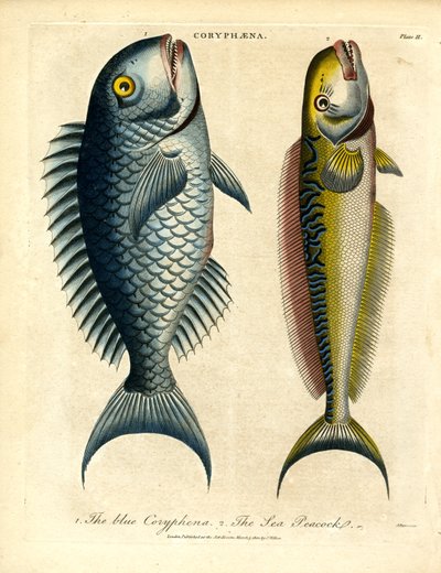 Coryphäna – Goldmakrelen von John Pass