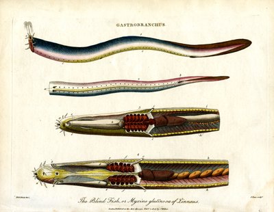 Gastrobranchus - Der blinde Fisch oder Schleimaal von John Pass