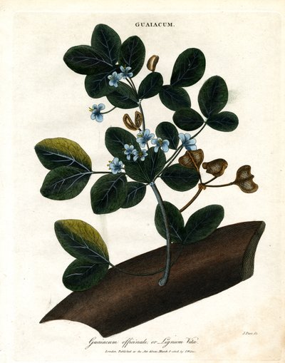Guaiacum officinale – Lignum Vitae von John Pass