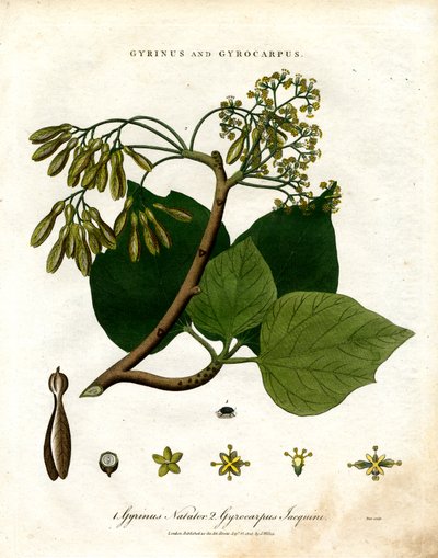 Gyrinus und Gyrocarpus von John Pass