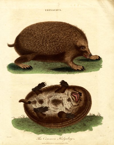 Igel (Erinaceus) von John Pass