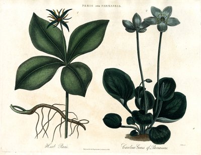 Einbeere und Parnassia von John Pass