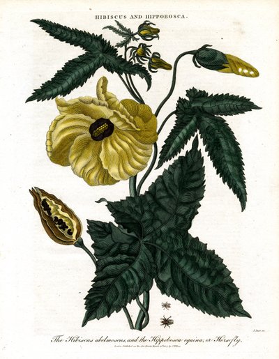 Hibiskus und Hippobosca von John Pass