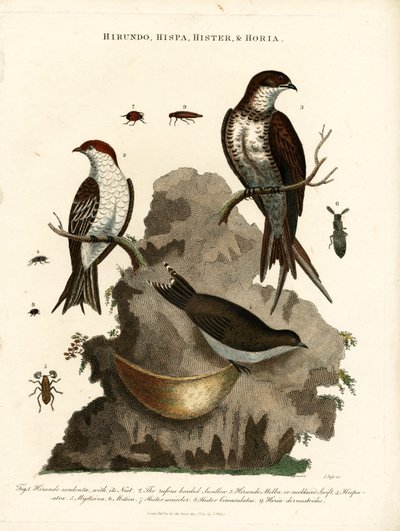 Hirundo; Hispa; Hister & Hortia: Schwalben und Käfer von John Pass