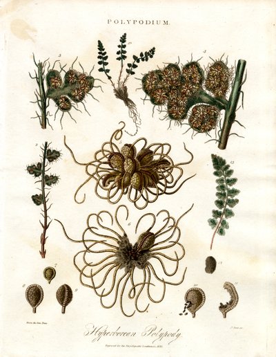 Hyperboreischer Tüpfelfarn - Farne der Gattung Polypodium von John Pass