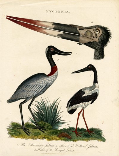 Jabiru-Arten mit anatomischen Details von John Pass