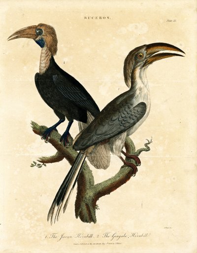 Javanischer Hornvogel und Gingala-Hornvogel (Buceros) von John Pass