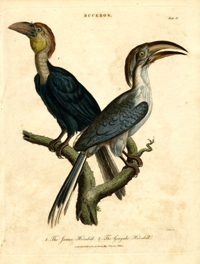 Javanischer Hornvogel und Gingala-Hornvogel von John Pass