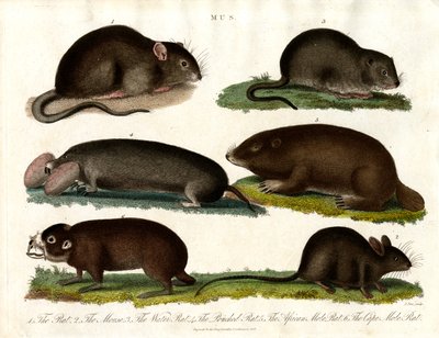 Mus: Illustration verschiedener Nagetiere der Gattung Mus von John Pass