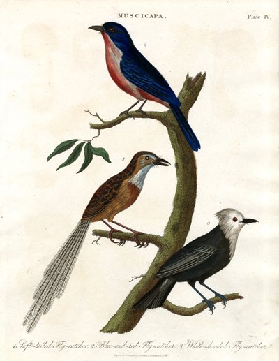 Muscicapa - Fliegenschnäpperarten von John Pass