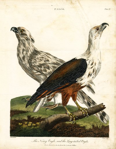 Lärmadler und Langschwanzadler von John Pass