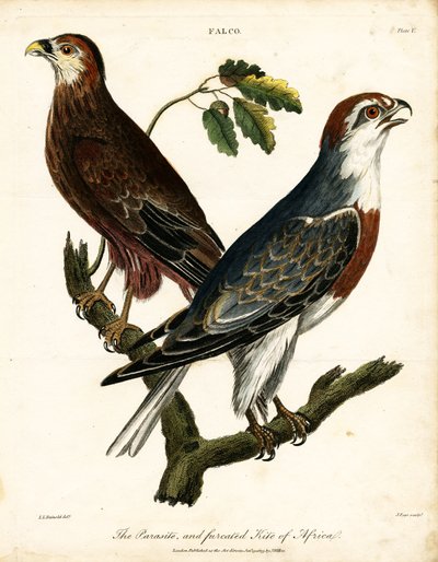 Parasit und gegabelter Drachen von Afrika von John Pass