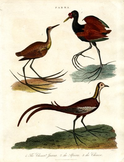 Parra-Arten (Jacanas) von John Pass
