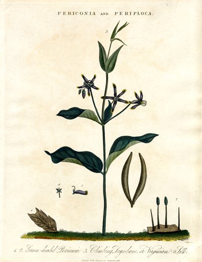 Periconia und Periploca von John Pass