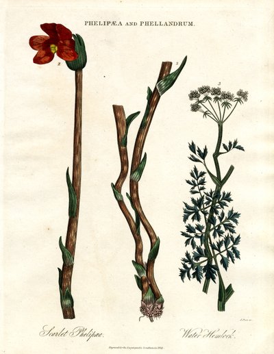Phelipaea und Phellandrum von John Pass
