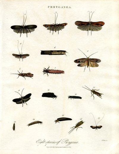Phryganea - Köcherfliegen von John Pass