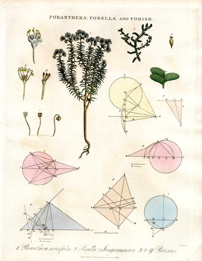 Poranthera; Porella und Porismen von John Pass