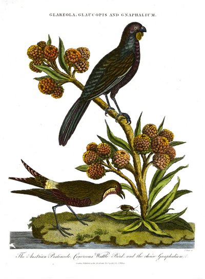 Pratincole; Glaucopis und Gnaphalium: Österreichische Pratincole; Aschgrauer Wattle Bird und ausgewähltes Gnaphalium von John Pass