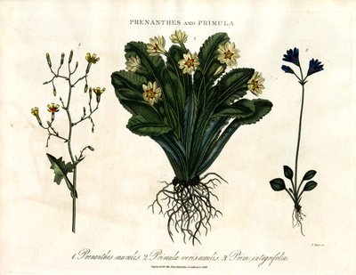 Prenanthes und Primula: Mauerlattich; Primel und Ganzblättrige Primel von John Pass