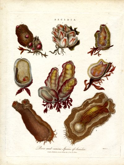 Seltene und kuriose Arten von Ascidia von John Pass