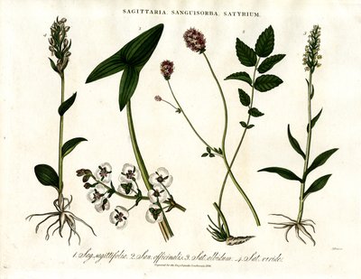 Sagittaria; Sanguisorba und Satyrium: Botanische Darstellung verschiedener Pflanzenarten von John Pass