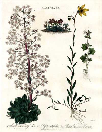Saxifraga-Arten von John Pass