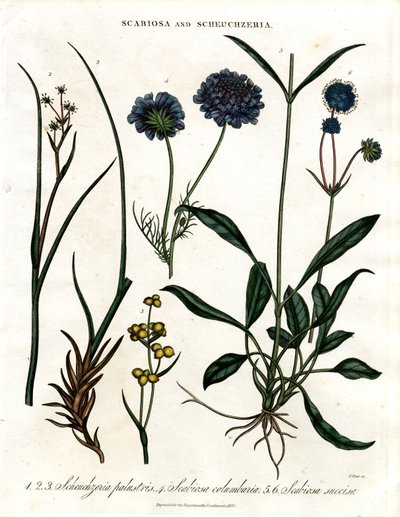 Scabiosa und Scheuchzeria von John Pass