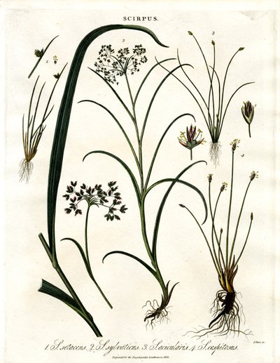 Scirpus-Arten von John Pass