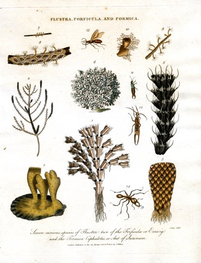 Sieben neugierige Arten von Flustra; zwei der Forficula oder Ohrwurm; und die Formica Cephalotes; oder Ameise von Surinam von John Pass