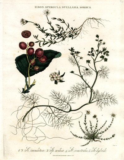 Sison; Spergula; Stellaria; Sorbus von John Pass