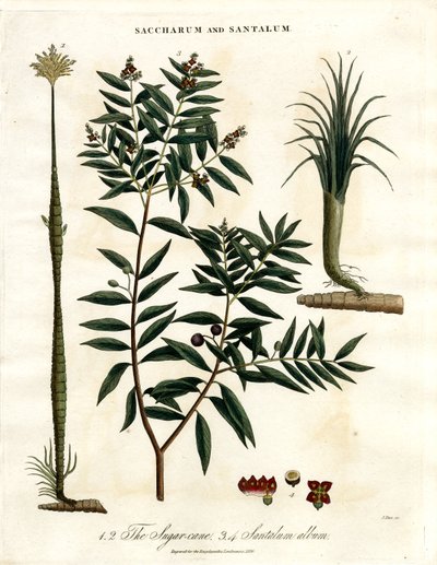 Zuckerrohr und Sandelholz von John Pass