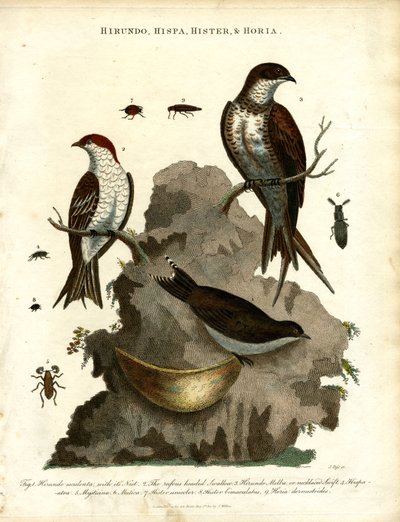 Schwalben; Star und Käfer von John Pass