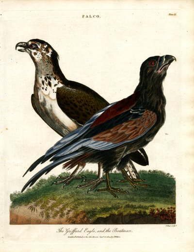 Der Griffard-Adler und der Bootsmann von John Pass
