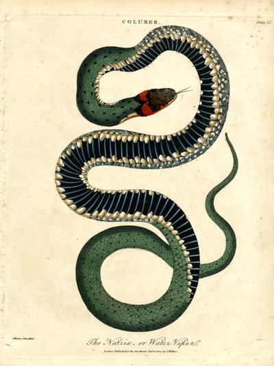Die Natrix oder Wasserviper von John Pass