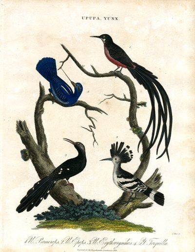 Upupa und Yunx (Wiedehopf und Wendehals) von John Pass