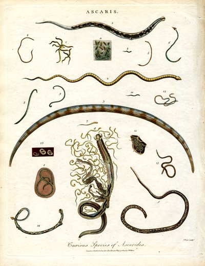 Verschiedene Arten von Askariden von John Pass