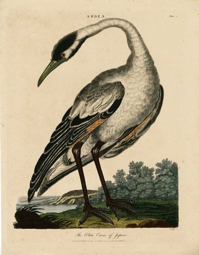 Weißer Kranich Japans (Ardea) von John Pass