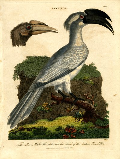 Weißer Hornvogel und Indischer Hornvogel von John Pass