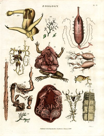 Zoologie Tafel II: Anatomische Illustrationen verschiedener Tiere und Organe von John Pass