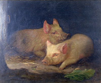 Zwei Preisschweine im Innenraum von John Rabone Harvey